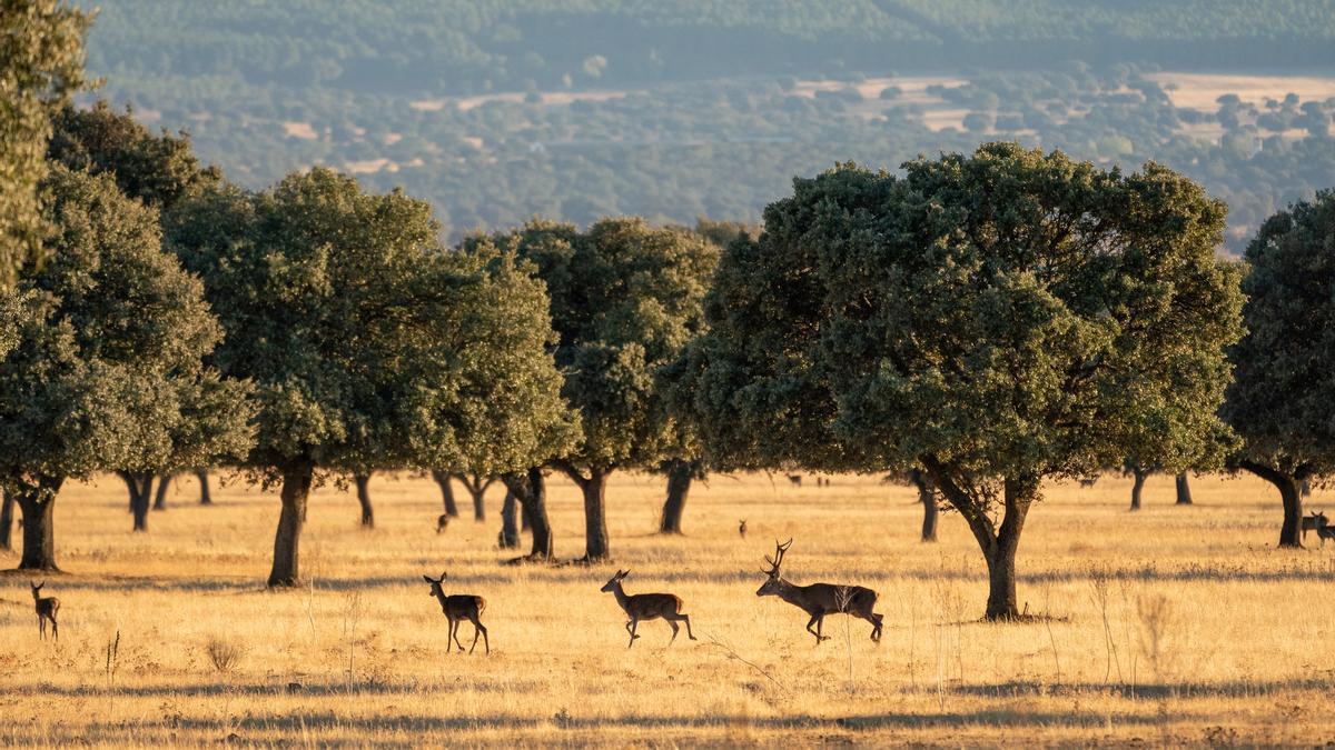El Serengueti de la península ibérica: descubriendo esta joya a un paso de Madrid