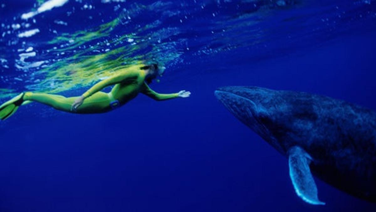 Las ballenas visitan el archipiélago de las Australes