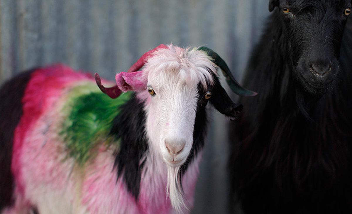 Una cabra pintada per ser venuda al mercat de Kabul (Afganistan) per al pròxim festival Eid al-Adha.