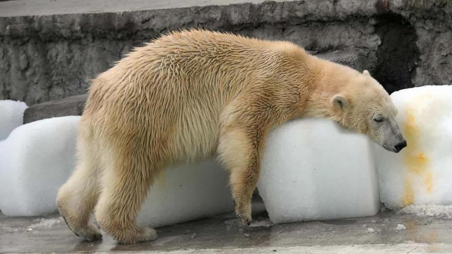 Un oso polar es obligado a vivir a 40 grados en el zoo de Budapest