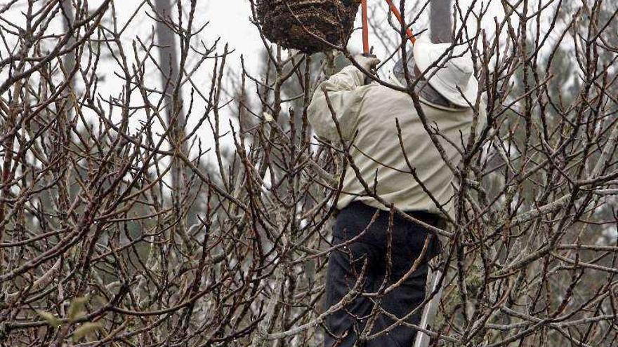 Apicultores instalan nuevas trampas en Galicia contra la avispa asiática