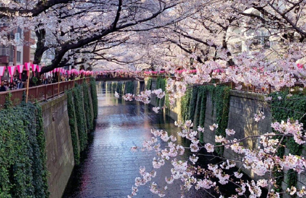 Sakura, el cerezo en flor y su tradición milenaria en Japón