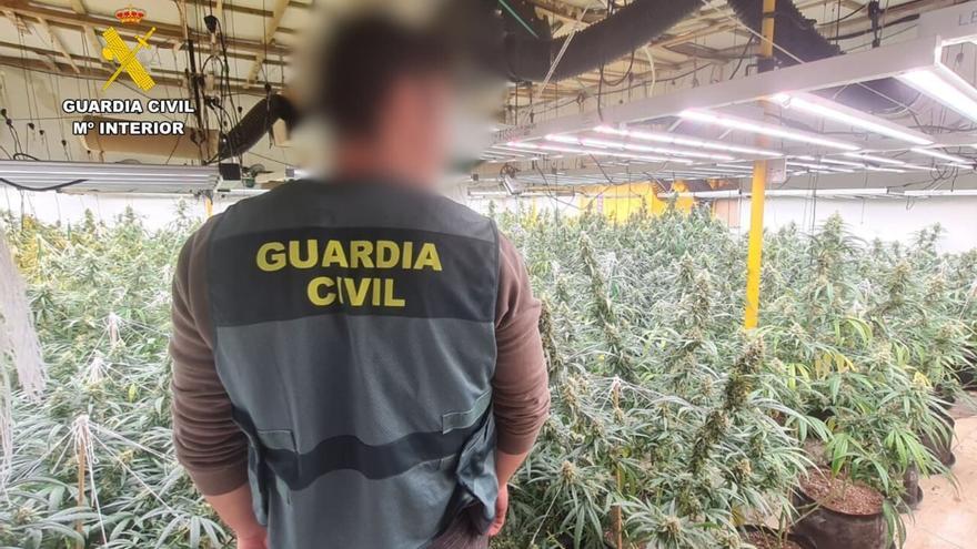 La Guardia Civil desarticula una organización dedicada al cultivo 'indoor' de marihuana en Zaragoza: hallan 2.000 plantas de cannabis y más de 20 kilos de cogollos