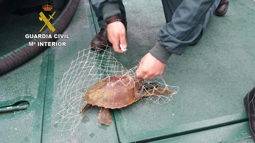 Liberan en Orpesa a una tortuga atrapada en una red de pesca