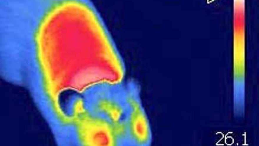 Científicos gallegos abren la puerta al control del peso corporal en la menopausia