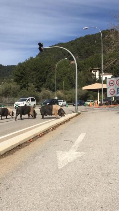 Sorpresa por unos cerdos que deambulaban cerca del túnel de Sóller