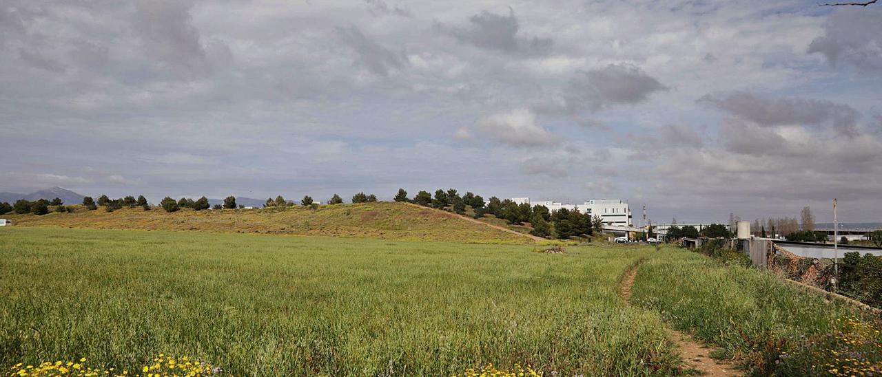 Terrenos públicos servirán para impulsar el parque agrario de Palma.