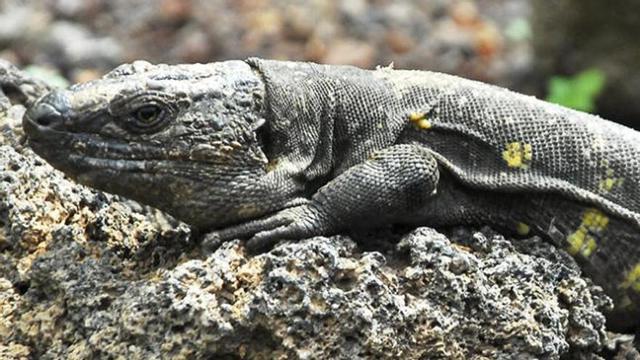 El lagarto de Gran Canaria, el gigante del Archipiélago