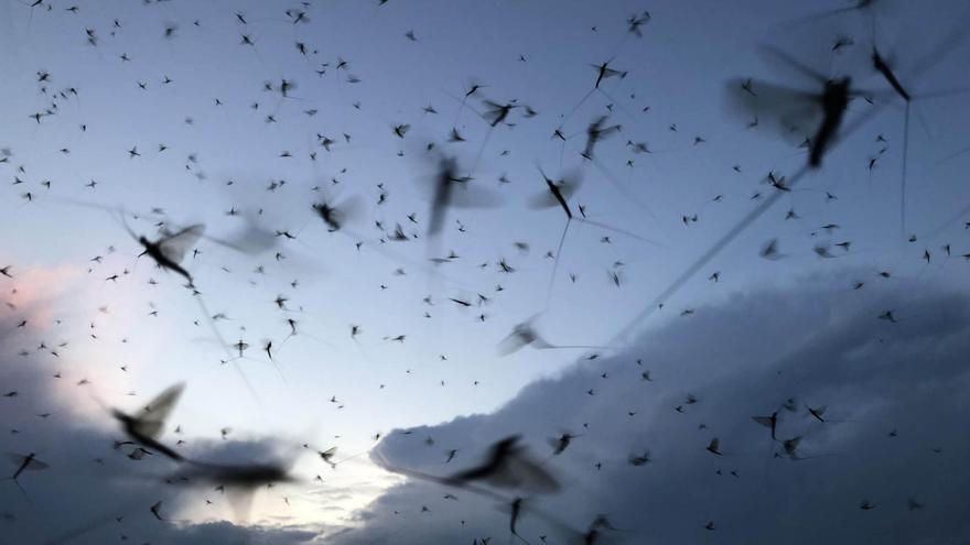 Observan una ‘riada’ de 17 millones de insectos entrando en España por un minúsculo valle