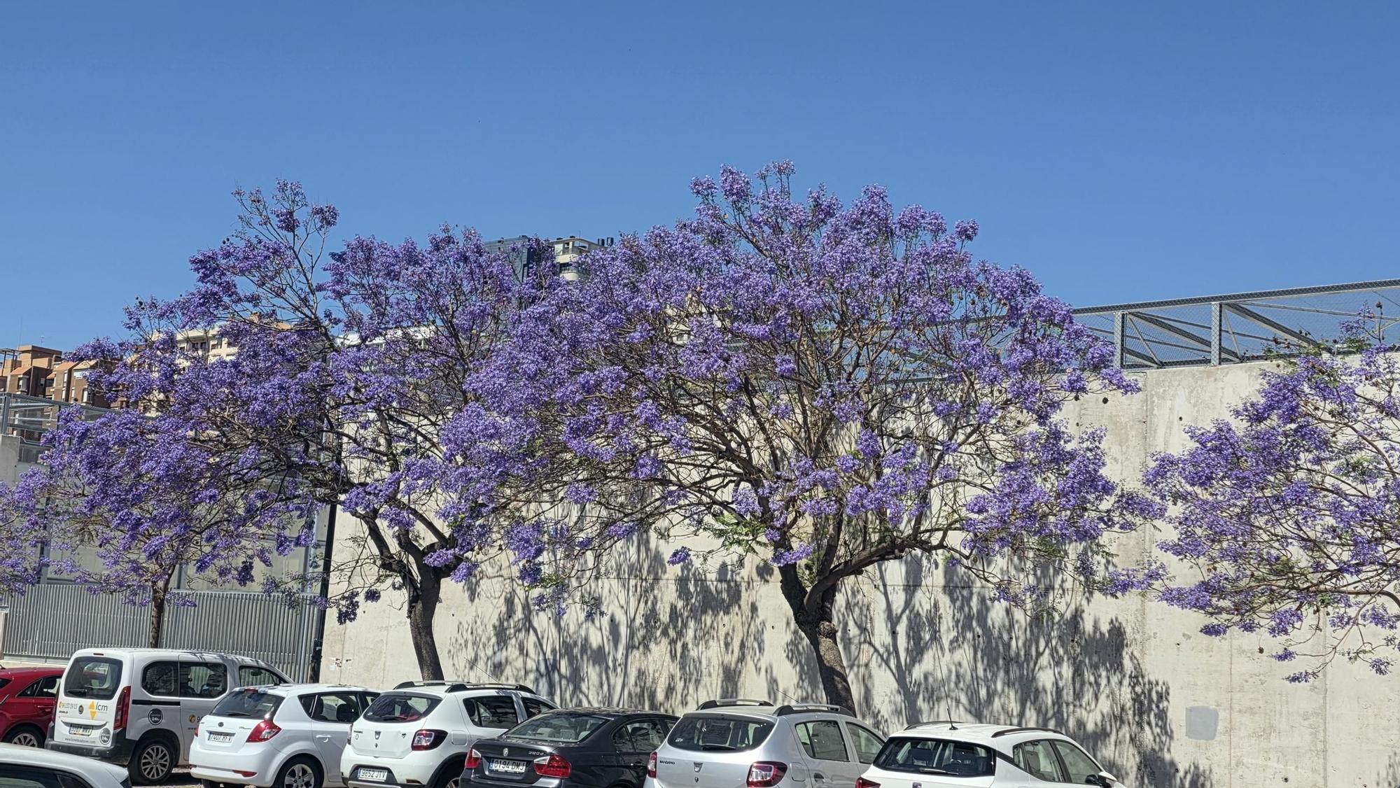 Jacarandas en la ciudad de València