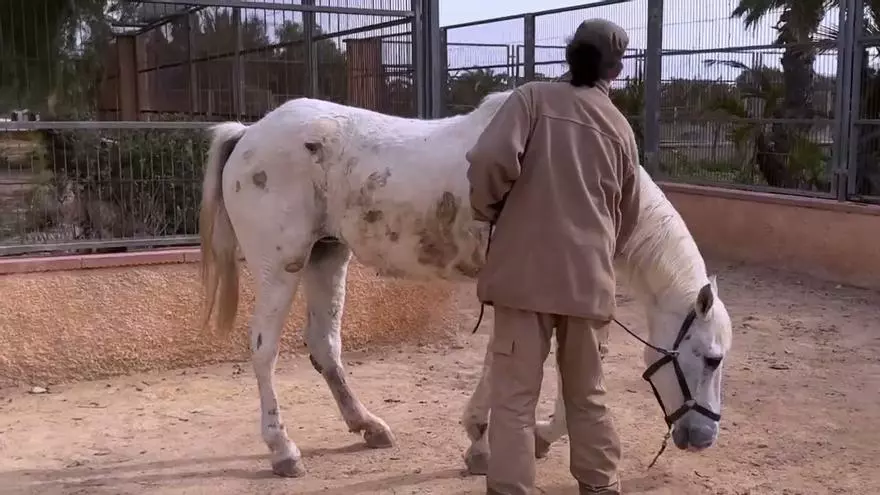 Así actúa la Policía Local de Elche ante casos de maltrato animal