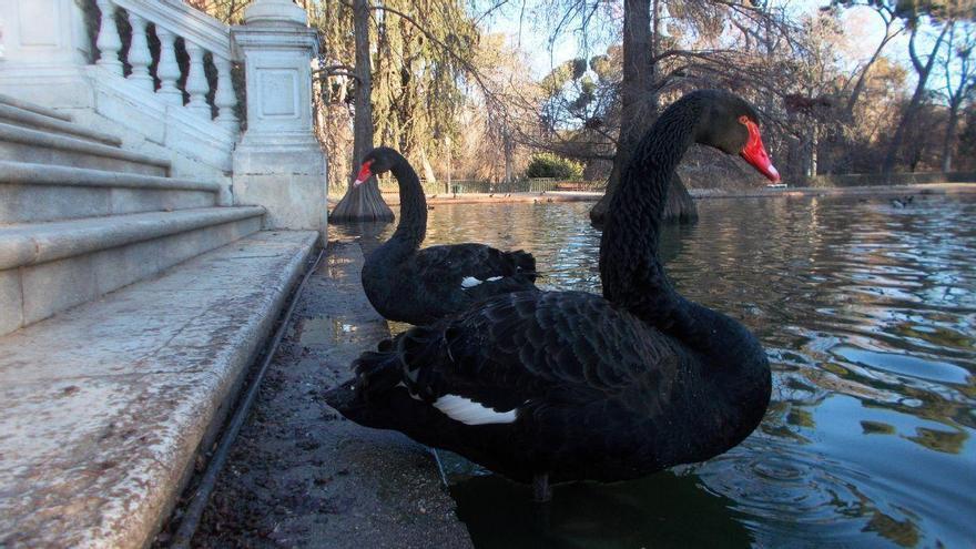 La tierna historia de amor de dos cisnes en El Retiro que nadie esperaba: Luna y Lorenza