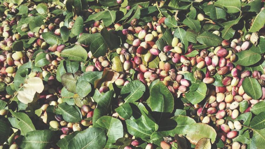 La producción del pistacho obtiene una gran rentabilidad y sólo se puede sembrar en terrenos con mucho contraste de frío y calor.