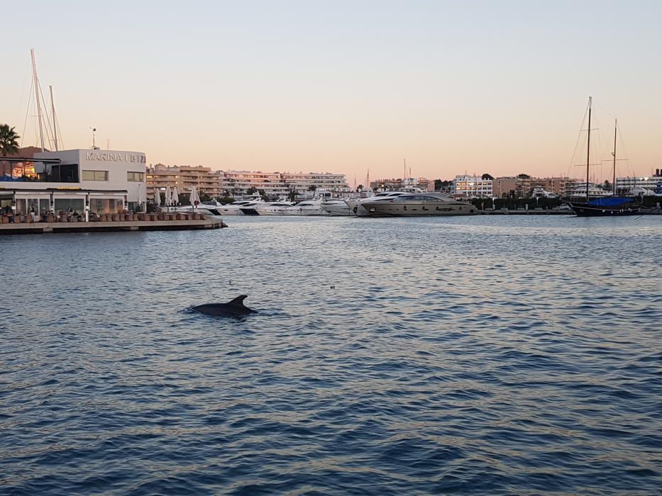 Delfines en Ibiza