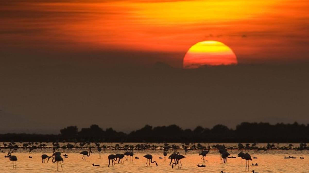 Flamencos y otras especies, en el delta del Ebro.