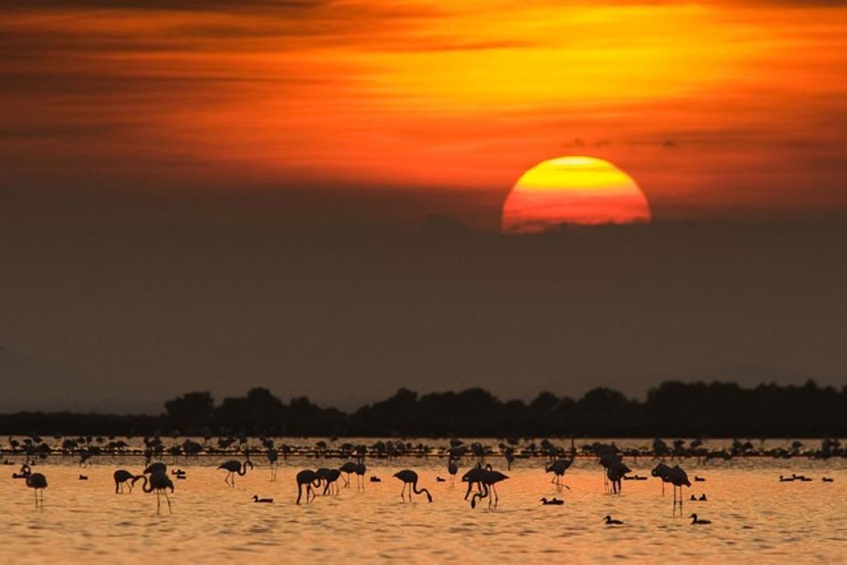 Flamencs i altres espècies, al delta de l’Ebre.