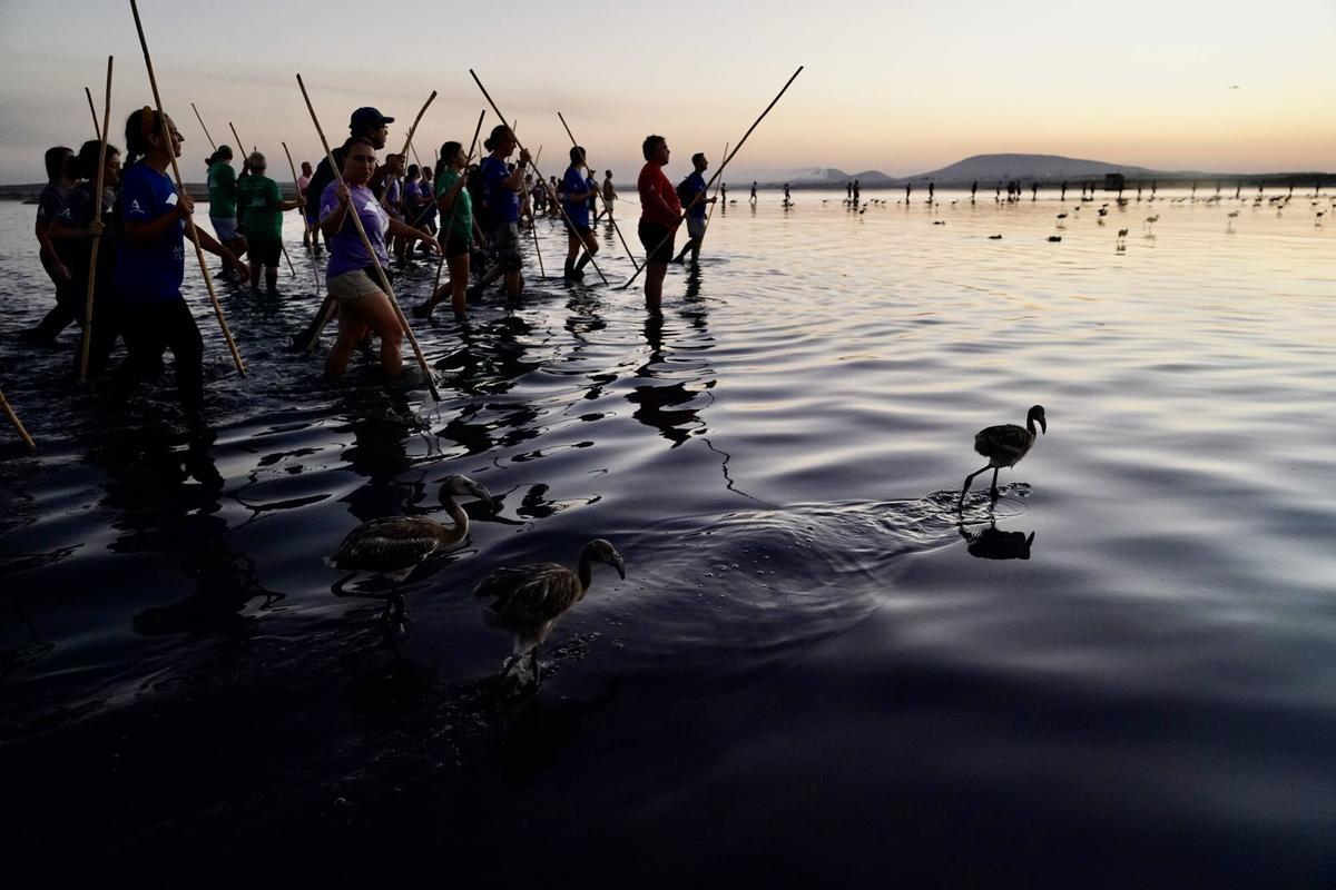Mas de 400 voluntarios asisten al anillamiento de pollos de flamencos en la Laguna de Fuente de Piedra