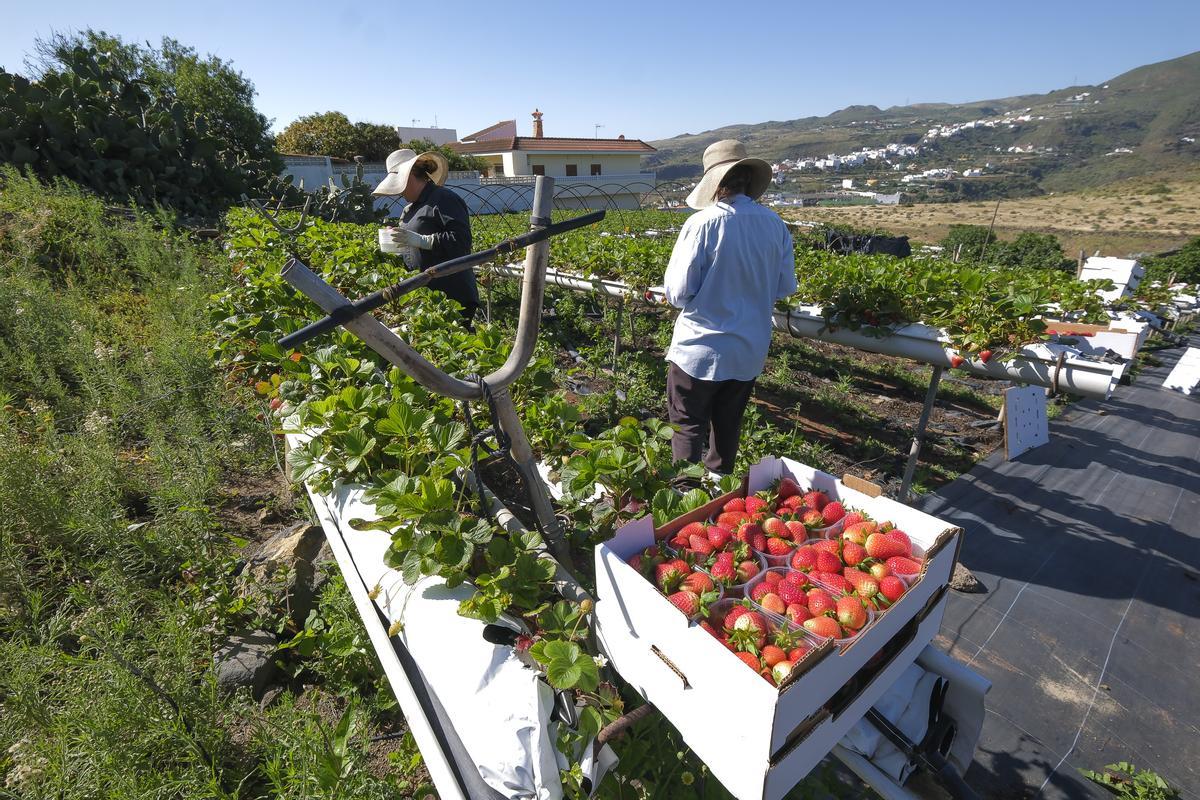 Jornaleras recogen fresas de la finca de Fresas Ylenia