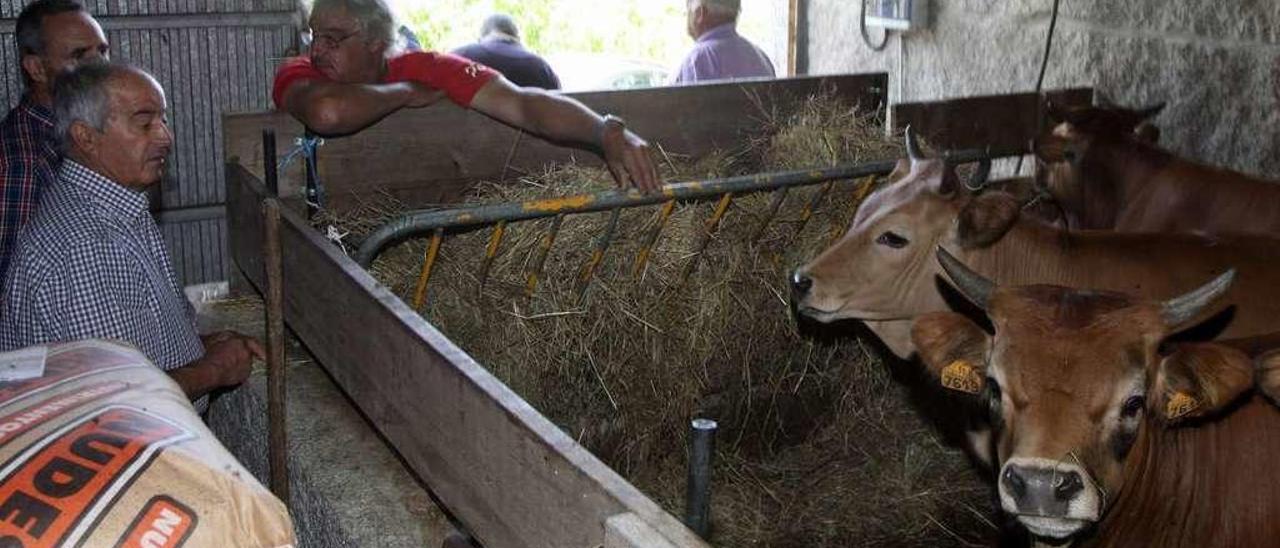 Una subasta de terneros de vaca cachena, en San Vicente de O Grove. // Muñiz