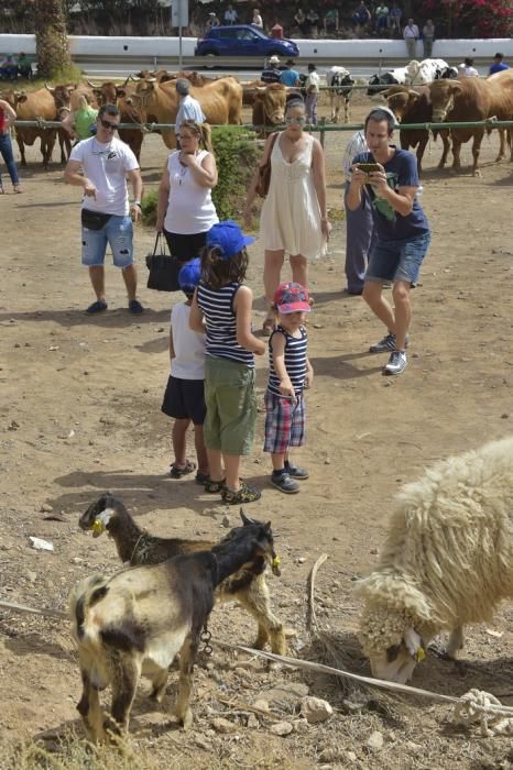 Muestra de ganado por las fiestas de San Juan