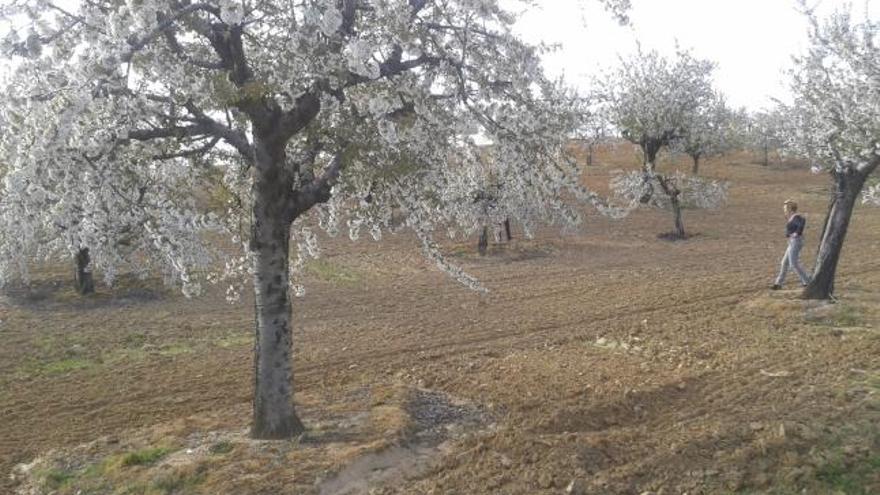 Aspecto que presentan los campos de cerezos de Pueblica de Valverde .