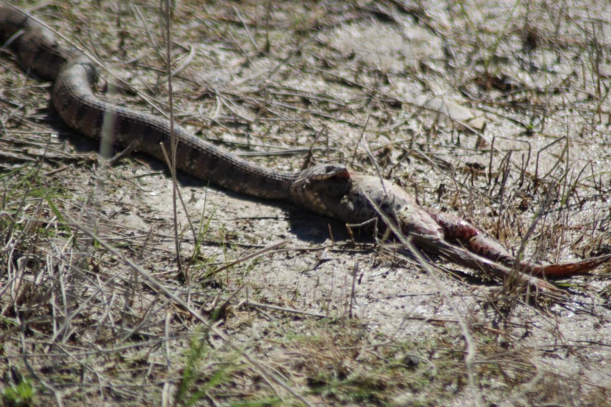Otro momento del "banquete" del reptil.