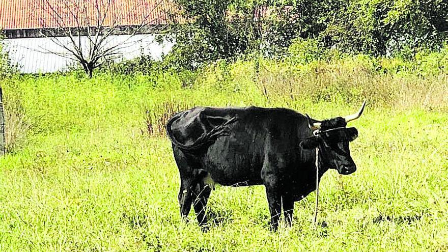 ¿Vaca o toro?