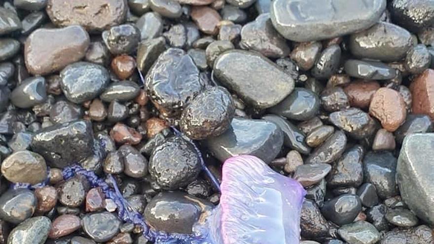 Una medusa en la playa del Socorro