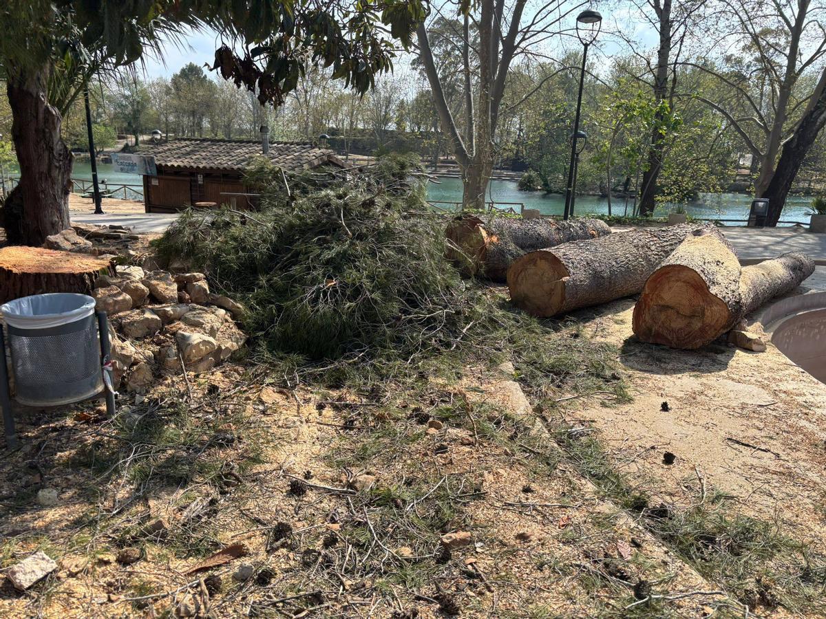 Retirada de árboles en el paraje de la Albufera.