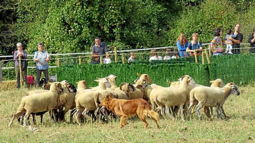 Una de les proves amb ovelles que van haver de superar els gossos