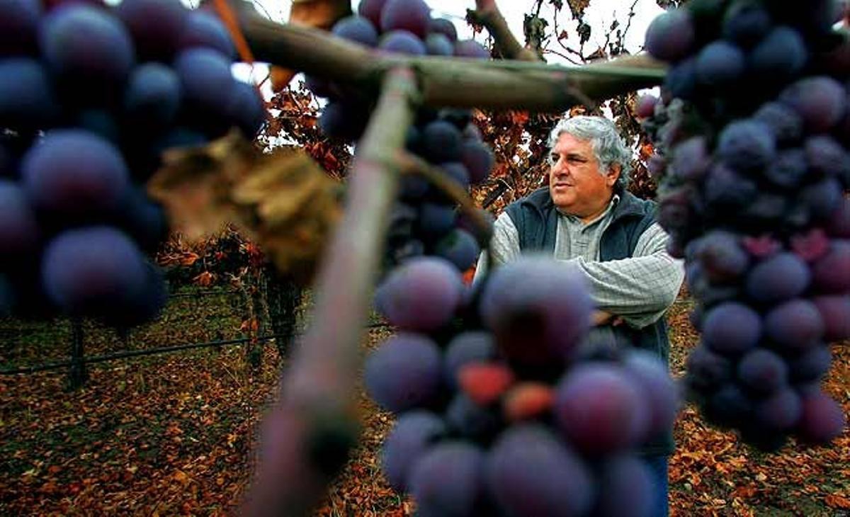 L’agricultor John Mesrobian passeja entre les seves vinyes a Sanger, Califòrnia (Estats Units).