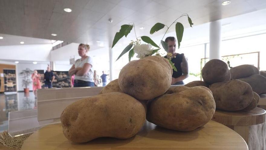 Papas de Gran Canaria, de la tierra a la mesa: 49 millones de kilos al año