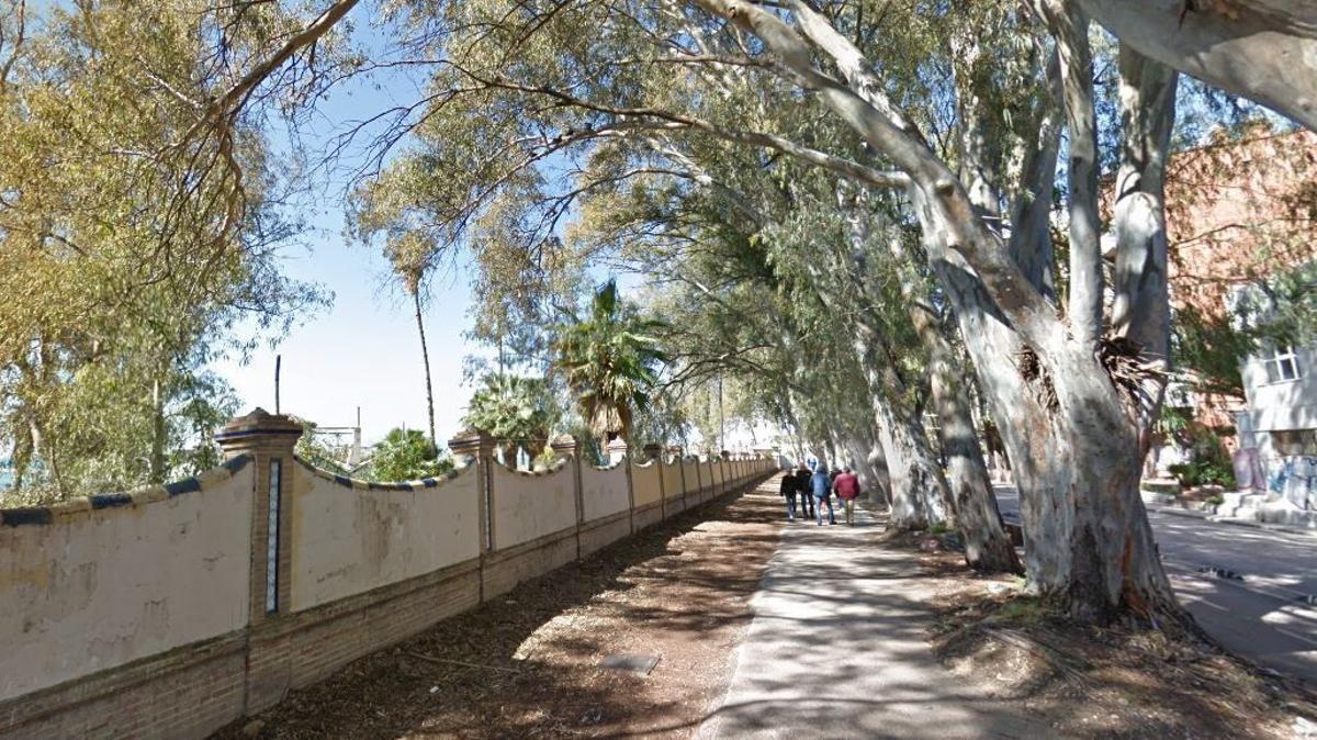 Eucaliptos entrada Baños del Carmen, la asociación de vecinos propone que sean sustituidos por almencinos o almeces