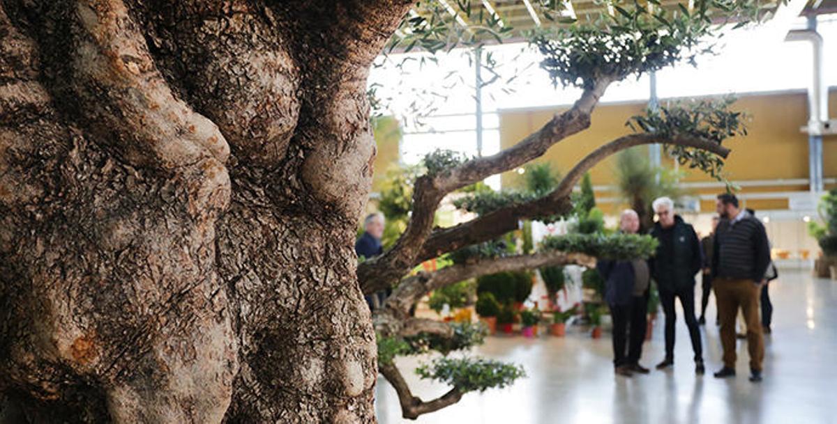 Viveralia tendrá lugar del 29 al 31 de enero