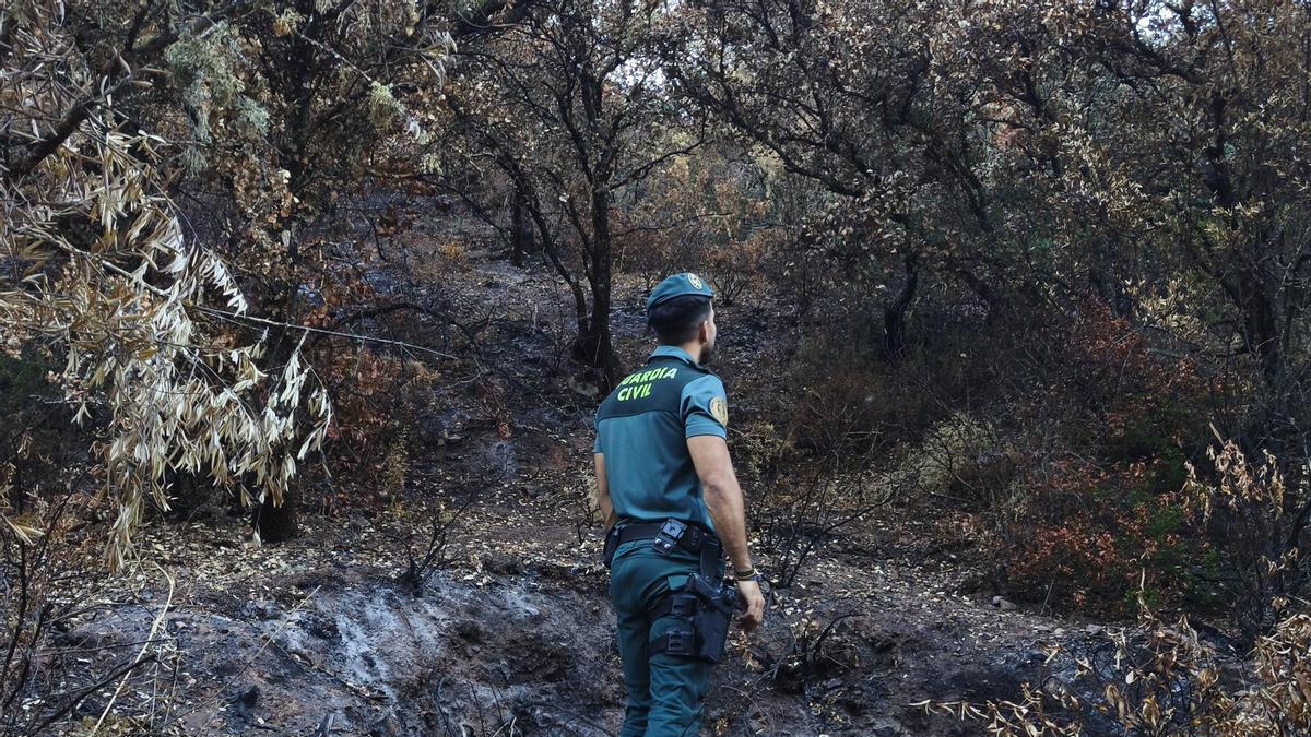 Una agente de la Guardia Civil investiga las causas de un incendio forestal en la Sierrezuela de Adamuz.