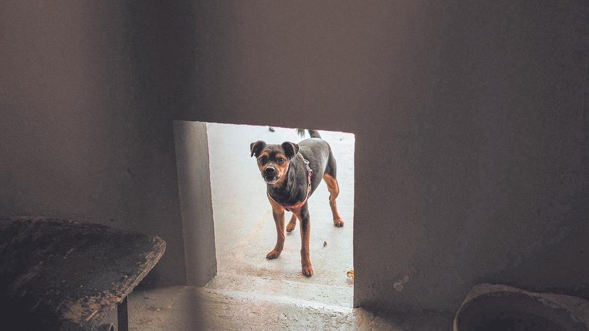 Unter anderem Hunde sollen durch das neue Gesetz noch besser geschützt werden.