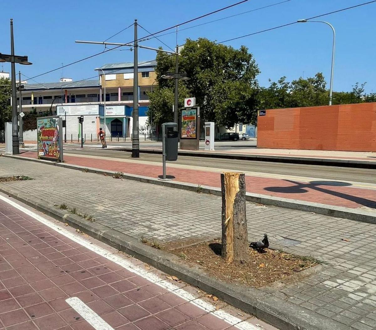 Un árbol talado en el barrio de Marxalenes. | LEVANTE-EMV