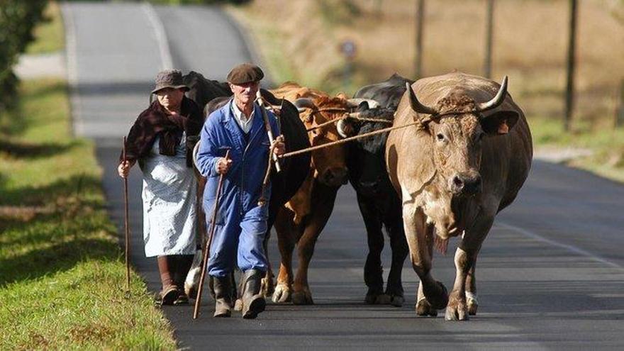 El campo gallego, pendiente de la negociación láctea