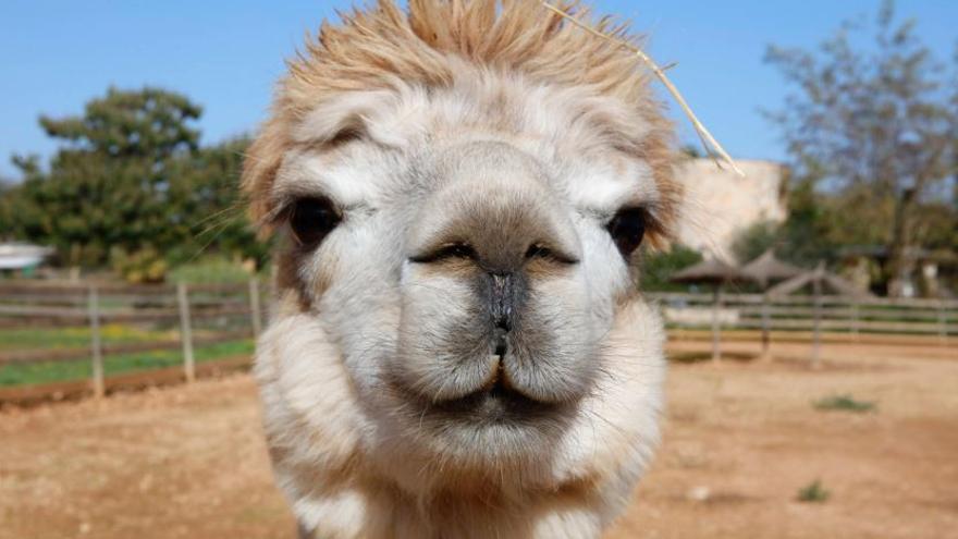 Die Alpaka-Finca bei Felanitx