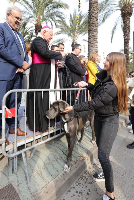 Bendición de animales en Sant Antoni