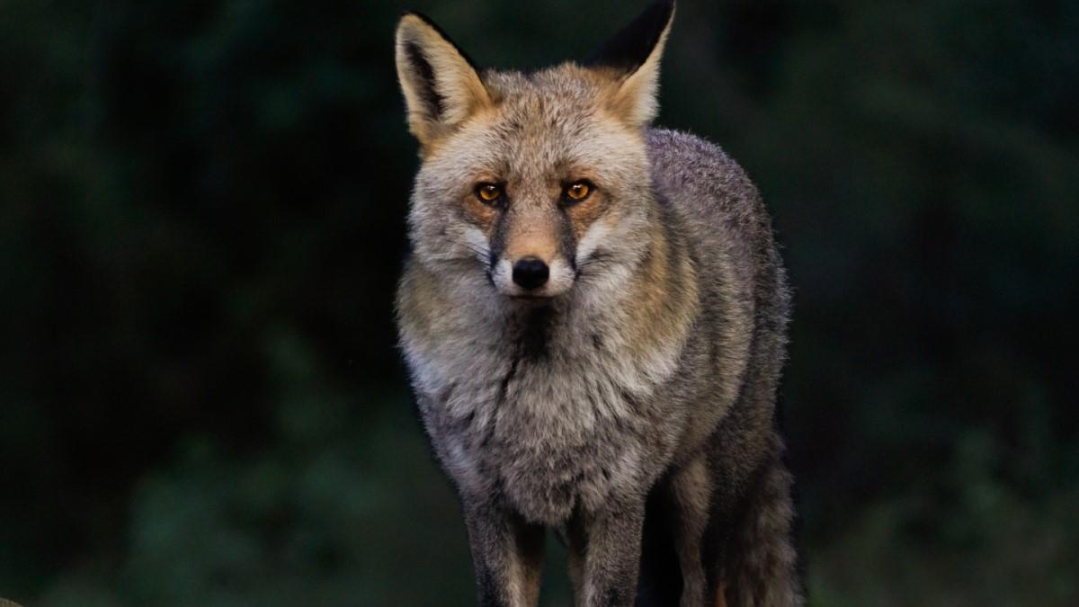 La fauna de Murcia se cuela en el objetivo en el concurso #MeGustaRegiónDeMurcia