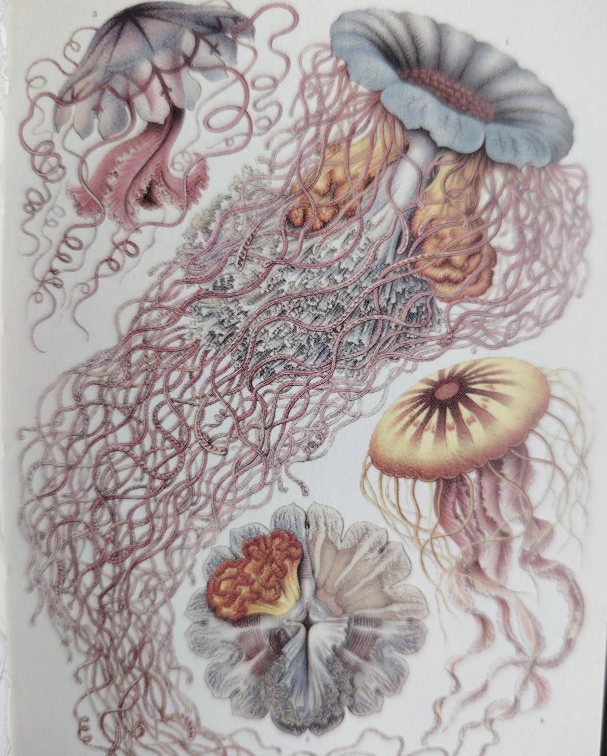 A carta inédita do naturalista Seoane a Ernst Haeckel, campión do darwinismo en Europa