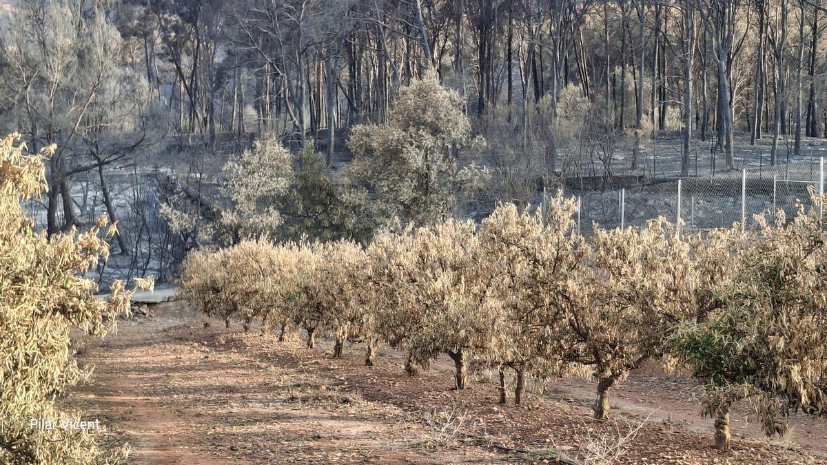 La mayoría de las personas que se están acercando para tramitar sus solicitudes han sufrido daños en sus parcelas agrícolas.