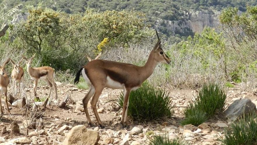 El Río Safari Elche será el futuro hogar de gacelas de Cuvier