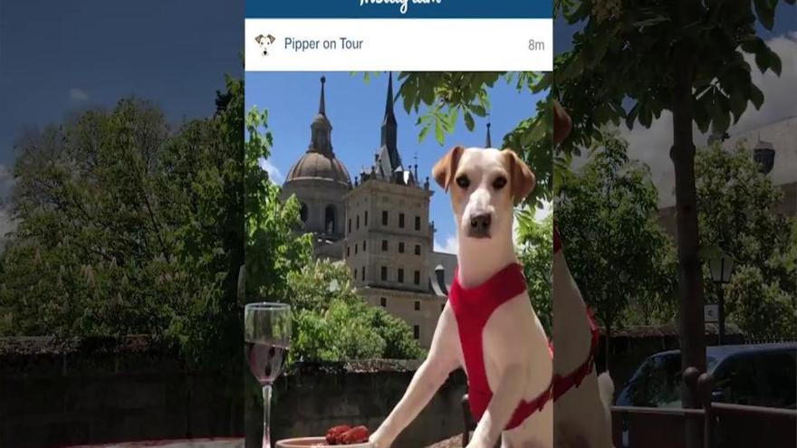 &quot;Pipper&quot;, el turista canino que recorre España a cuatro patas