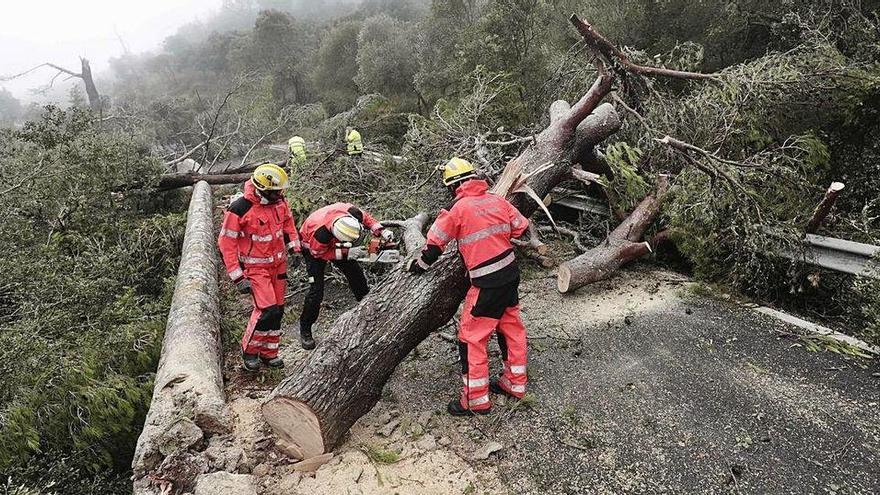 Das Umweltministerium will 80 Hektar des vom Sturm betroffenen Gebietes wiederherstellen.