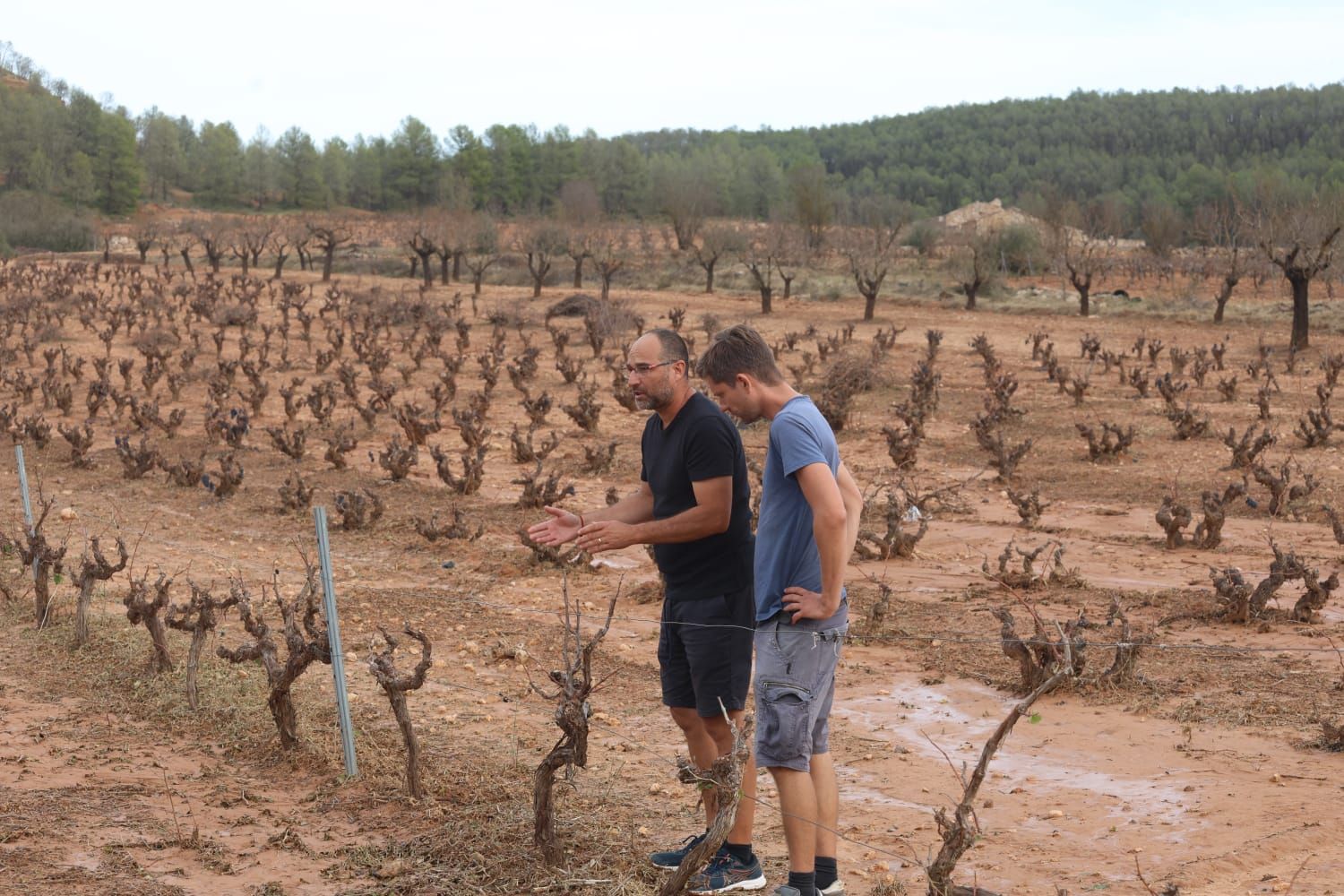 Las consecuencias del temporal de granizo que azotó ayer Requena