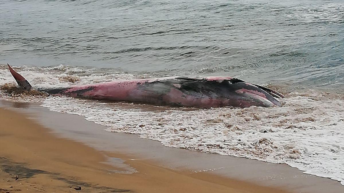 El rorqual comú ha sigut trobat a la sorra de la platja de Montgat per uns veïns. 