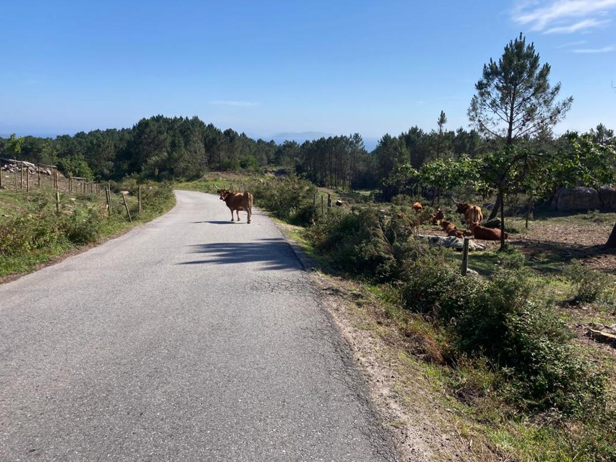 La vaca suelta en la carretera, mientras las demás la observan.