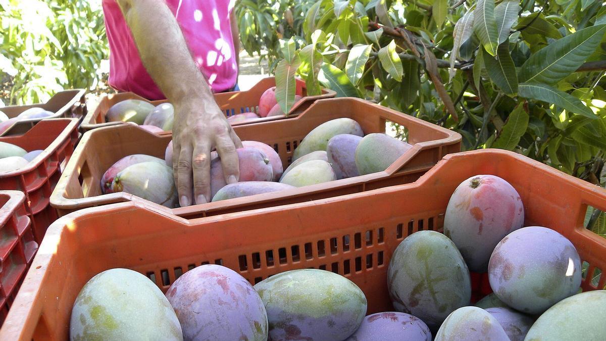 Los productores españoles inician la cosecha del mango autóctono, tras registrar una subida de consumo del 33%